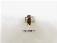 藏品(威氏虎頭蜂)的圖片